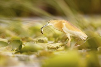 Squacco Heron (Ardeola ralloides) with fish prey in its beak, Extremadura, Spain