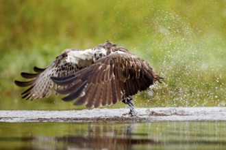 Osprey (Pandion haliaetus) fishing on lake, Cairngorms National Park, Scotland, United Kingdom