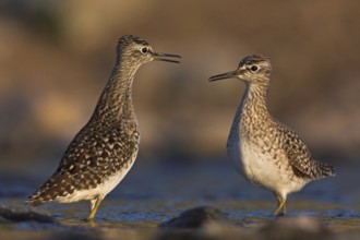 Wood Sandpiper (Tringa glareola), Lesvos, Greece