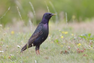 Star, lat.Sturnus vulgaris, auf einer Sommerwiese bei der Nahrungssuche