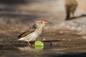 Red-billed Quelea (Quelea quelea) drinking at a waterhole, Namibia