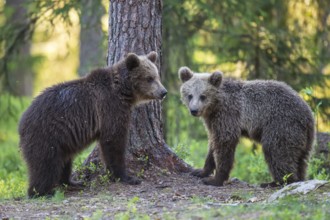 Eurasian Brown Bear (Ursus arctos) two cubs in forest, Finland