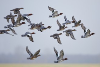 Eurasian Wigeon (Mareca penelope) flying, Friesland, Netherlands