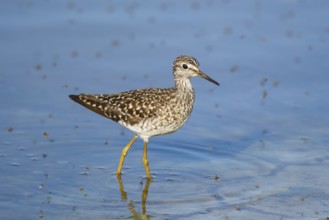 Wood Sandpiper (Tringa glareola) foraging, Greece