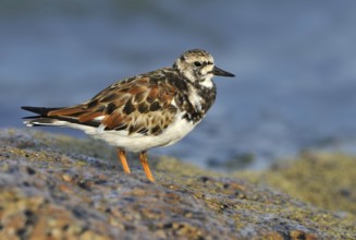 Ruddy Turnstone (Arenaria interpres), British Columbia, Canada