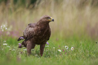 Lesser Spotted Eagle (Clanga pomarina) on grassland, Poland