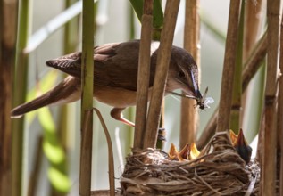 Great Reed Warbler (Acrocephalus arundinaceus) feeding chicks in nest, Mecklenburg