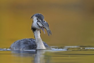 Great Crested Grebe (Podiceps cristatus), North Rhine-Westphalia, Germany