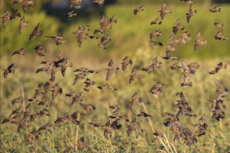 Common Starling (Sturnus vulgaris) large swarm flying in at sleeping place, Brandenburg, Germany