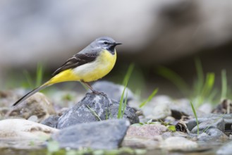 Grey Wagtail - Gebirgsstelze - Motacilla cinerea ssp. cinerea, Morocco, adult male