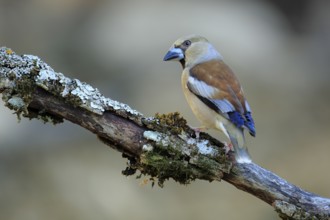 Hawfinch (Coccothraustes coccothraustes) male perched on lichen branch, Andalusia, Spain