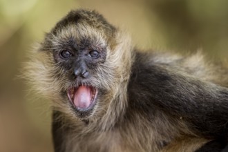 A spider monkey (Ateles geoffroyi) opens its mouth to cool off on a hot, windy day in a forest on