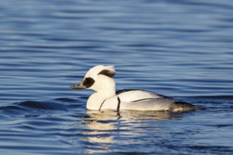 Smew (Mergellus albellus) male, Netherlands