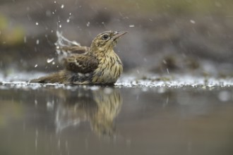 Tree Pipit (Anthus trivialis) bathing, Netherlands