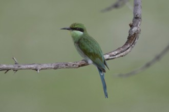 Swallow-tailed Bee-eater (Merops hirundineus), Namibia Africa