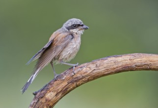 Red-backed Shrike (Lanius collurio) male perched on a branch, Aosta Valley, Italy