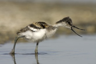 Pied Avocet (Recurvirostra avosetta) juvenile, Castile-La Mancha, Spain