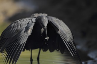 Black Heron (Egretta ardesiaca), Gambia