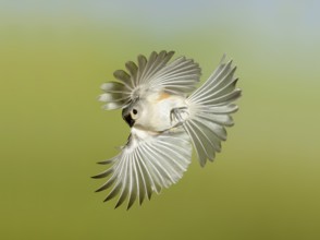 Tufted Titmouse (Baeolophus bicolor) flying, Texas, USA