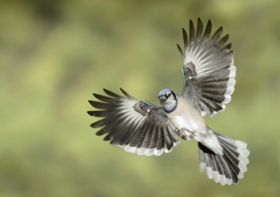 Blue Jay (Cyanocitta cristata) flying, Texas, USA