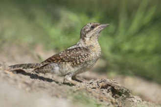 Eurasian Wryneck (Jynx torquilla) juvenile perched on the ground, Aosta Valley, Italy