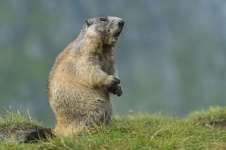 Alpine Marmot (Marmota marmota) adult warning and whistling, High Tauern National Park, Carinthia,