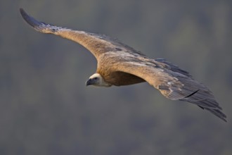 Griffon Vulture (Gyps fulvus)