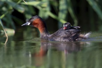 Little Grebe (Tachybaptus ruficollis) with chick, Saxony, Germany