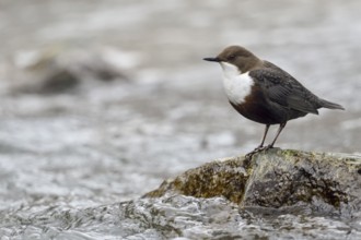 White-throated Dipper (Cinclus cinclus), North Rhine-Westphalia, Germany
