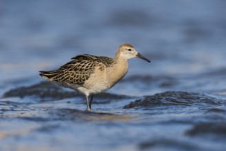 Ruff (Calidris pugnax), Eilat, Israel