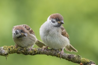 Eurasian Tree Sparrow (Passer montanus) juveniles perched on a branch, Lower Saxony, Germany