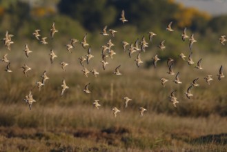 Kentish Plover (Charadrius alexandrinus) group flying, Mallorca, Spain