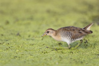 Sora : Great Meadows NWR : Concord, MA
