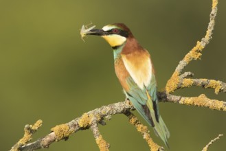 European Bee-eater (Merops apiaster) perched on a lichen branch with insect in beak, Serbia