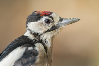 Great Spotted Woodpecker (Dendrocopos major) juvenile, Lower Saxony, Germany