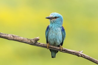 European Roller (Coracias garrulus) perched on a branch, Subotica, Serbia