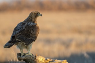 Bonelli's Eagle (Aquila fasciata) juvenile, Castile-La Mancha, Spain