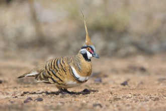 Spinifex Pigeon (Geophaps plumifera) perched on the ground, Queensland, Australia
