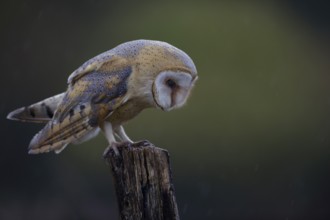 Schleiereule, lat. Tyto alba guttata, steht auf einem Weidepfahl und schaut konzentriert nach unten