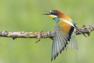 European Bee-eater (Merops apiaster) calling, perched on a branch, Subotica, Serbia