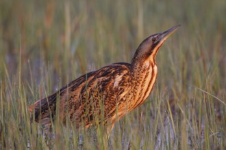 Eurasian Bittern (Botaurus stellaris) foraging, Austria