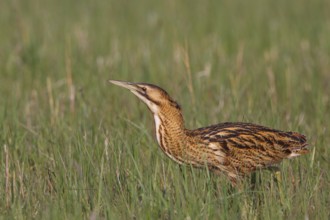 Eurasian Bittern (Botaurus stellaris) foraging, Austria