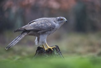 Northern Goshawk (Accipiter gentilis) female, Netherlands