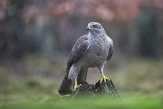 Northern Goshawk (Accipiter gentilis) female, Netherlands