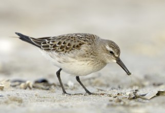 White-rumped Sandpiper (Calidris fuscicollis), Texas, USA