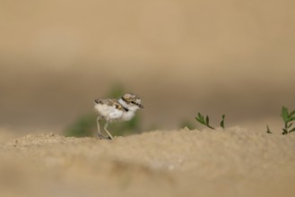 Little Ringed Plover (Charadrius dubius) chick, North Rhine-Westphalia, Germany