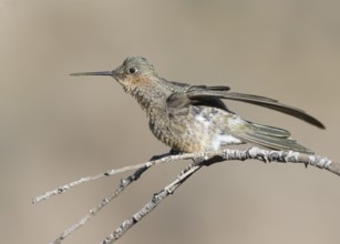 Giant Hummingbird (Patagona gigas) perched on a branch, Metropolitana, Chile