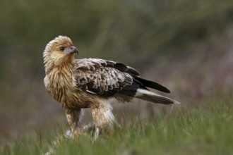 Whistling Kite (Haliastur sphenurus), Victoria, Australia