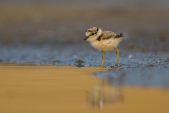 Little Ringed Plover (Charadrius dubius) chick at a waterhole, North Rhine-Westphalia, Germany