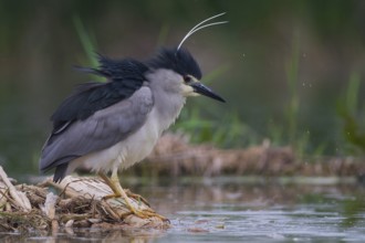 Black-crowned Night Heron (Nycticorax nycticorax), Subotica, Serbia